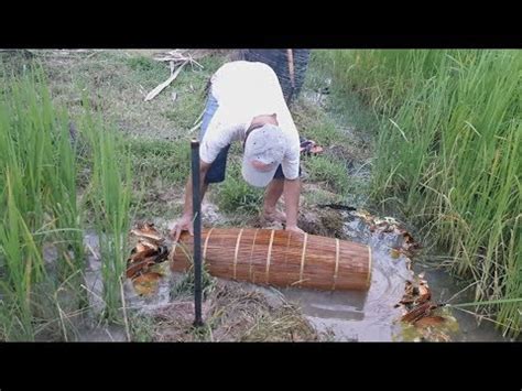 Primitive Technology Fishing By Trap Fishing Trap With Bamboo How To