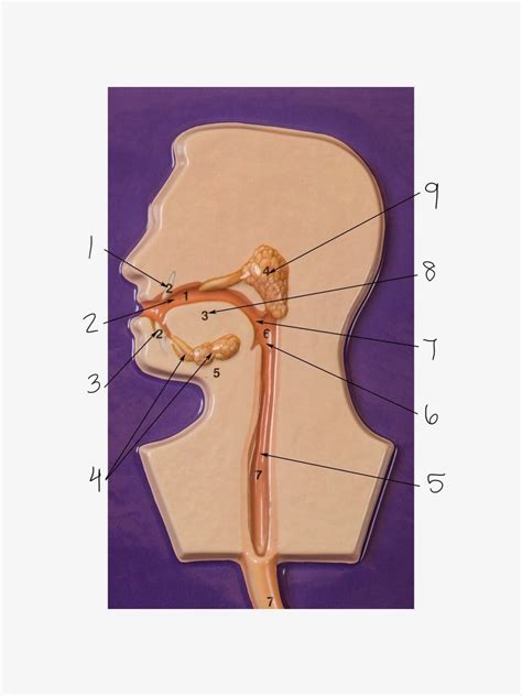 Digestive System Plaque Diagram Quizlet