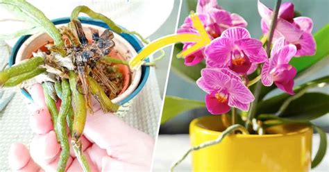 Der Geniale Trick Um Eine Sterbende Orchidee Ganz Einfach Zu Retten