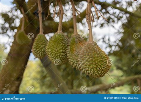 Fresh Musang King Durian On Tree Stock Image Image Of Date View