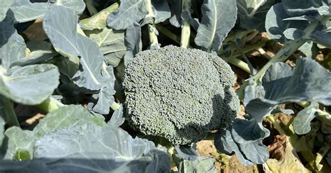 Broccoli Harvest Underway in Southwest Georgia - Farm Monitor