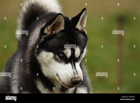 Siberian Husky Canis Lupus Familiaris Stock Photo Alamy