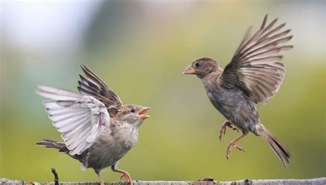 How to Differentiate Between a Male & Female Sparrow | Sciencing