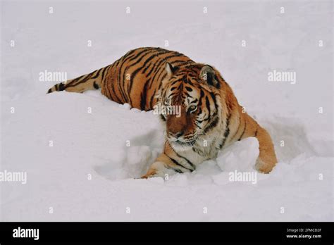 tiger in snow Stock Photo - Alamy