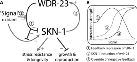 Model Of Regulatory Interactions Within The Skn Wdr Pathway