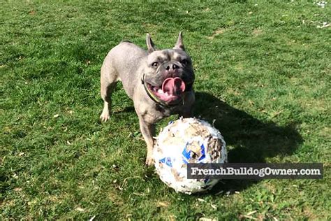 18 Best French Bulldog Toys to Keep Them Entertained All Day