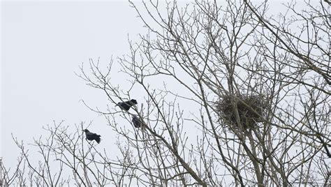 La Ville De Mulhouse Fait La Chasse Aux Nids De Corbeaux Ici