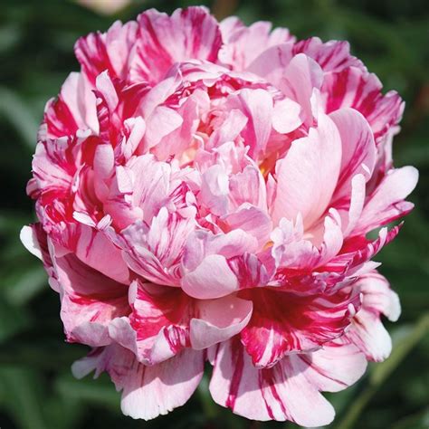 Пион Кэнди Страйп купить во Владимире в питомнике с доставкой