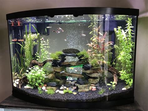 My Gallon Bow Front Planted Community Tank Imgur Fish Tank