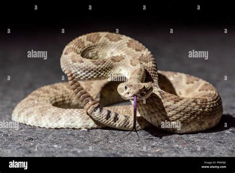 Mohave Rattlesnake Crotalus Scutulatus Hidalgo Co New Mexico Usa