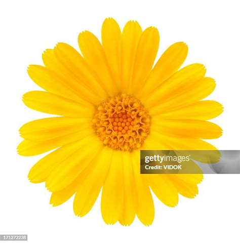 Calendula High-Res Stock Photo - Getty Images 