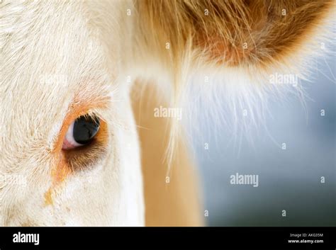 Close Up Of A Cows Eye Switzerland Stock Photo Alamy