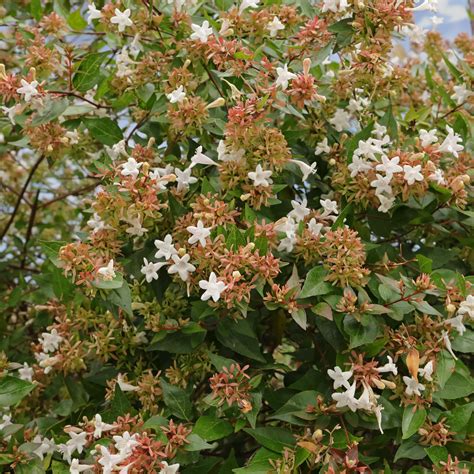 Glossy Abelia Abelia ×grandiflora