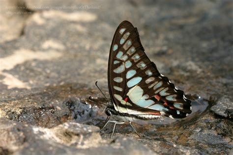 Graphium eurypylus acheron Great Jay ผเสอหนอนจำปจดเชอม