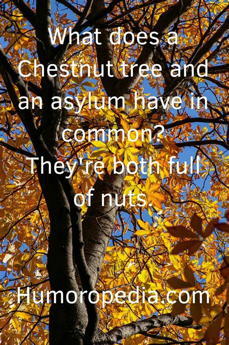 Tree Puns 41 Best Tree Jokes You Ll Probably Hate Anyway