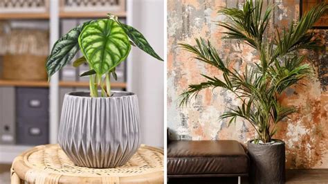 Best tropical indoor plants — 8 easy-to-grow beauties | Real Homes