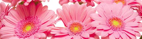 Розовые герберы | Decorel