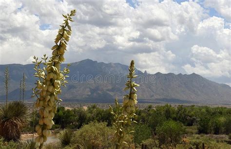 White Yucca Flower in New Mexico Stock Photo - Image of nature, outdoor ...