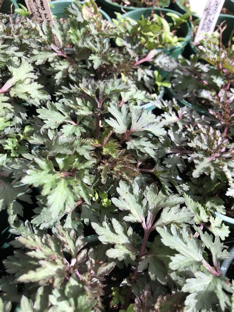 Artemisia Lactiflora Guizhou Yellow House Heritage Perennials