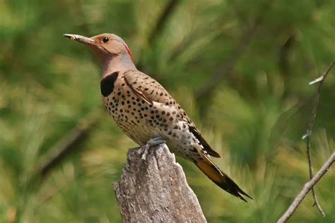 6 Types Of Woodpeckers In Oklahoma Spark Lark