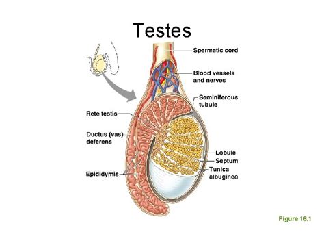 The Reproductive System The Reproductive System Gonadsprimary Sex