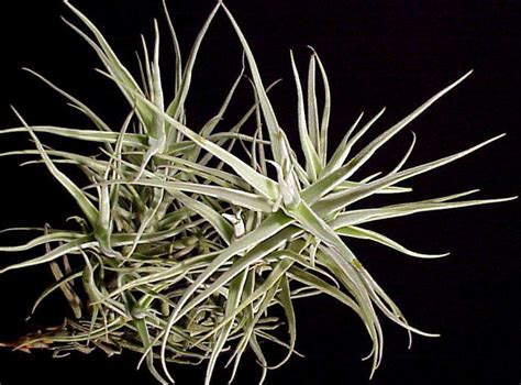 Tillandsia Paleacea Canta Tropiflora