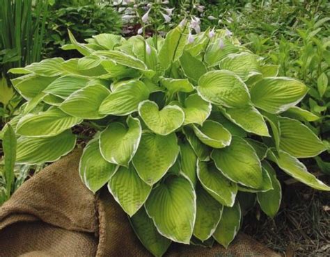 Lunar Eclipse Hosta The Naked Gardener