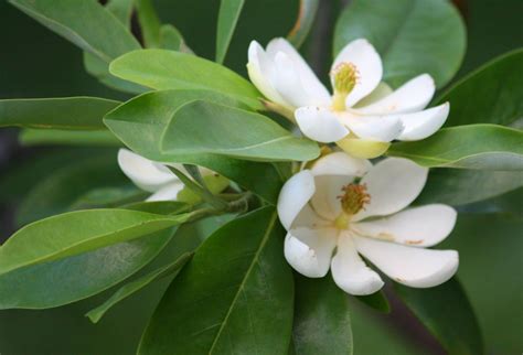 Magnolia Virginiana Var Australis Henry Hicks Sweetbay Magnolia