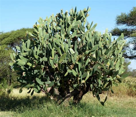 30 cactus resistentes al frío