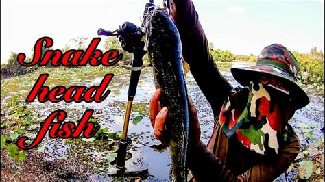 Monster Giant Snakehead In Lake Giant Snakehead Fish Hunting How To