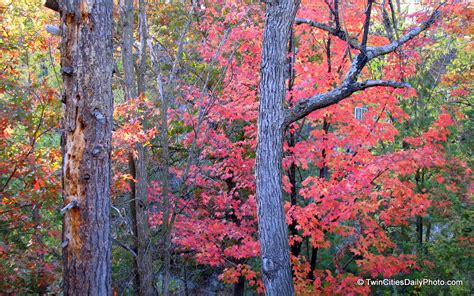 Twin Cities Daily Photo: Maple Leaves