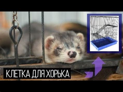 КЛЕТКА ДЛЯ ХОРЬКА ЧТО ДОЛЖНО БЫТЬ В КЛЕТКЕ - YouTube