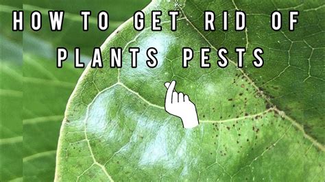 How To Get Rid Of Plants Pests How To Make Homemade Pesticide YouTube