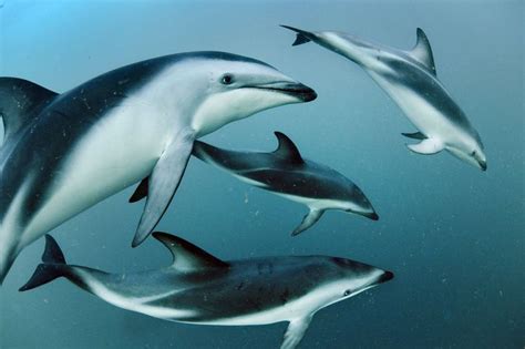 Top 20 des faits intéressants sur les dauphins