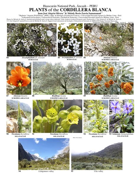 La Flora De Ancash Biodiversidad Y Belleza Natural Teleflor