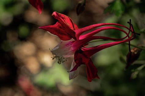 Eastern Red Columbine Photograph By Jay Stockhaus Fine Art America