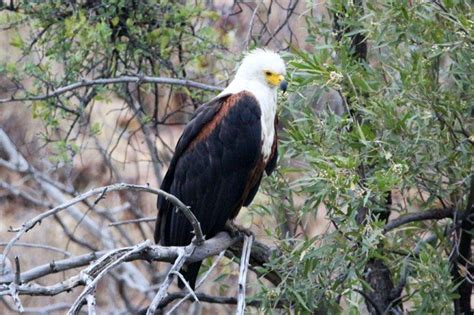 Mabalingwe Nature Reserve | South Africa | Wild Safari Guide