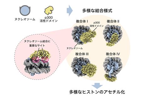 B 大学 真核生物の遺伝子発現制御を担う酵素が染色体の基盤構造に結合した様子を解明 東京大学