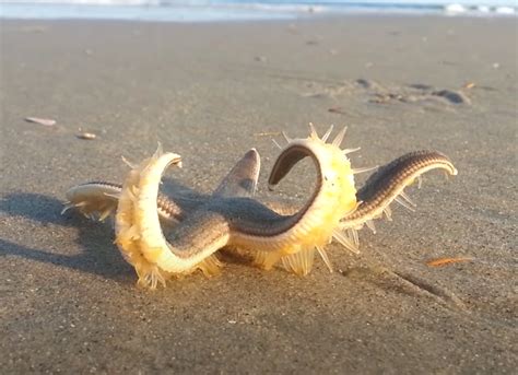 Starfish Walking on the Beach - The Lab Partners Jewelry