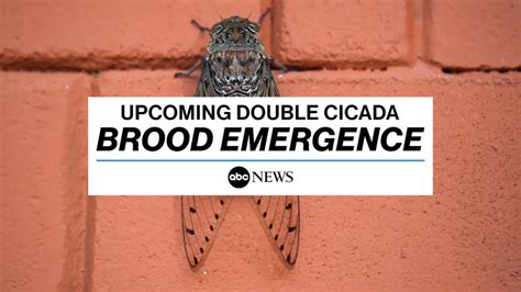 What To Expect From The Upcoming Double Cicada Brood Emergence Good