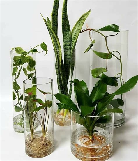 Growing Plants In Water Vases