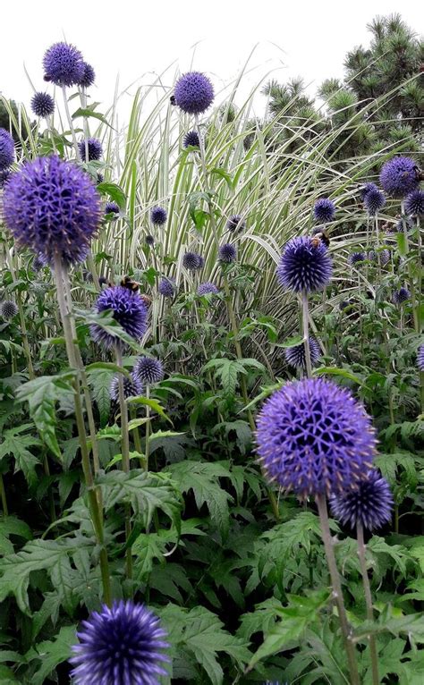 Kugeldistel Zierdistel Echinops Ritroveitchs Blue