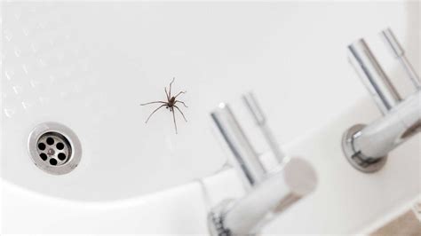 How Can I Prevent Spider Infestations In My Home