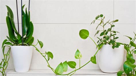 11 Feng Shui Bathroom Plants For Positivity, Health + Wealth