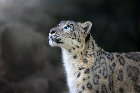 7 Interesting Facts About Snow Leopards Wanderlust