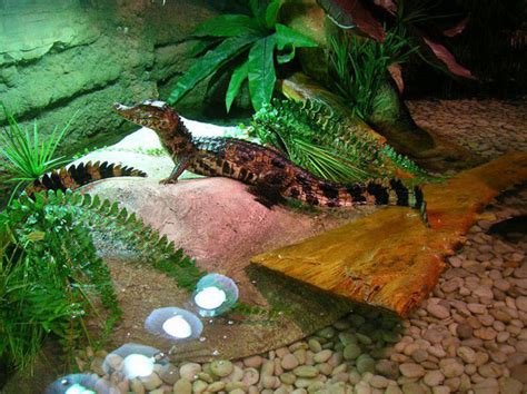 Ssurvivor: Crocodile Dubai Mall Aquarium