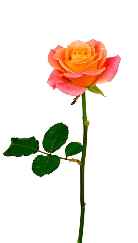 Fresh Rose Png Image Purepng Free Transparent Cc0 Png Image Library