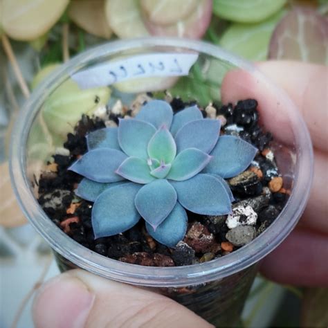 Суккуленты Эхеверии Echeveria Lulu