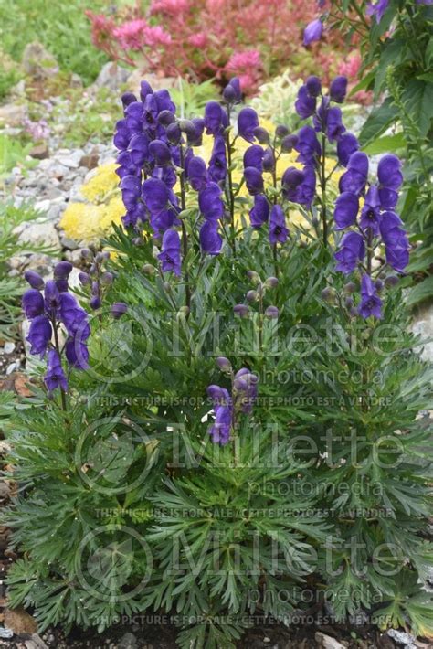 Photo Of Aconitum Rya Monkshood Wolfbane