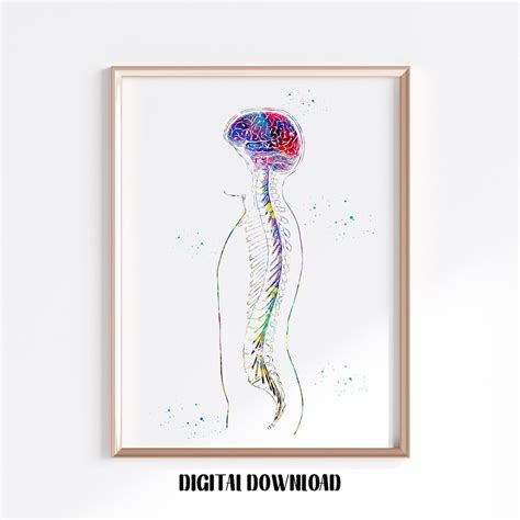 Brain and Spine With Brain Spinal Cord Nervous System Anatomy - Etsy